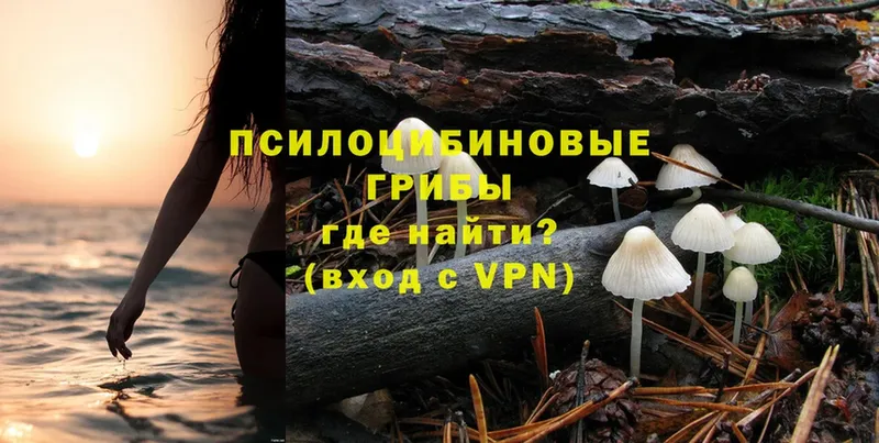 Галлюциногенные грибы Magic Shrooms  Петровск 